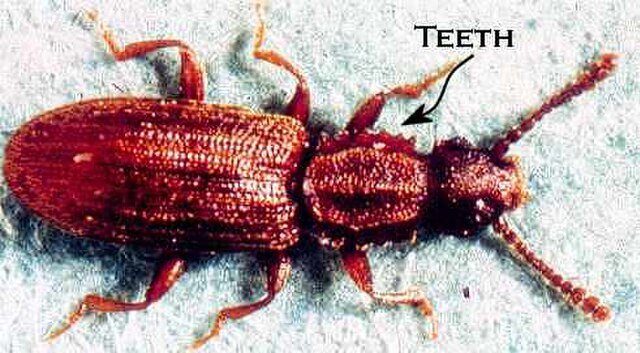 Oryzaephilus surinamensis, grain beetles