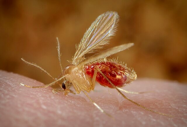 Phlebotomus papatasi sand flies