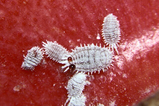 Pseudococcus calceolariae, Mealybugs