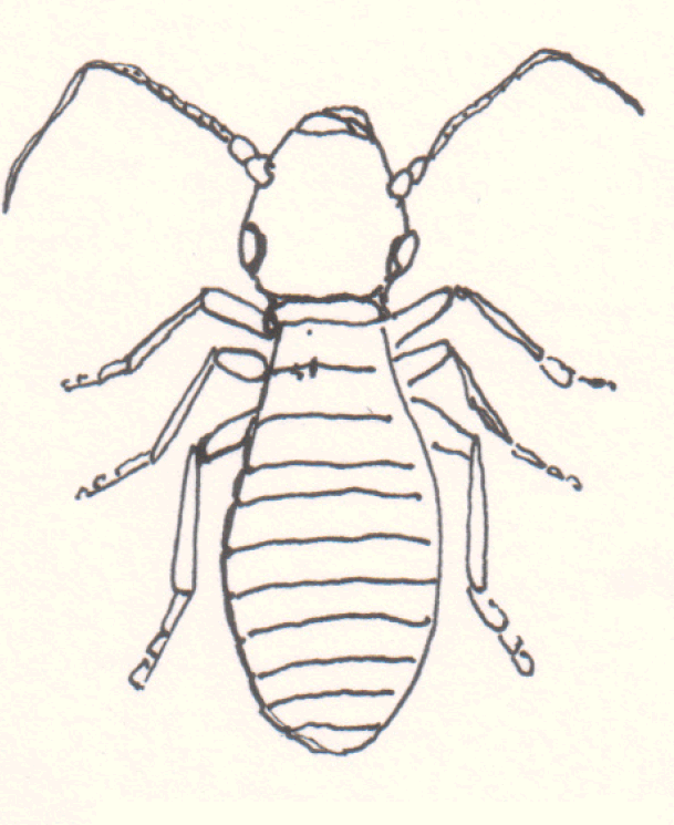 psocoptera booklice