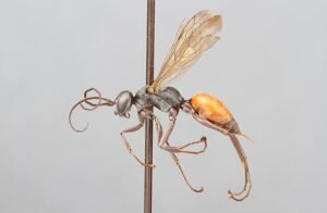 Spider wasp, Pompilidae