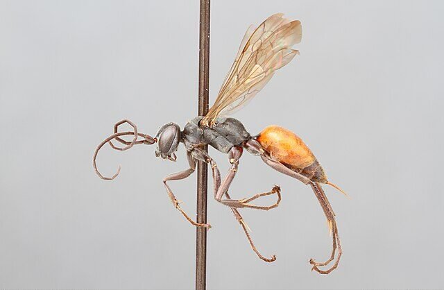 Spider wasp, Pompilidae