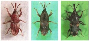 Stored Grain Insect, pantry weevils.