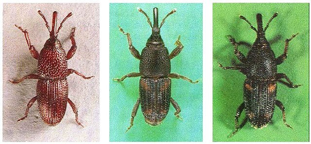 Stored Grain Insect, pantry weevils.