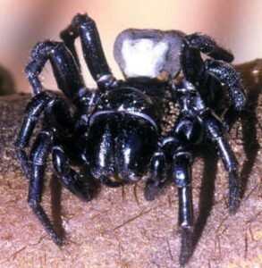 Sydney funnel web spiders, atracidae