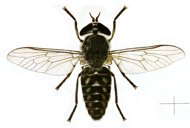 tabanus cordiger, horse flies