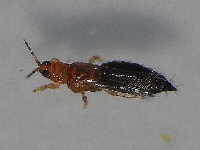 Thrips hawaiiensis