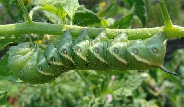 Tomato hornworm larvae