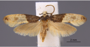 Trichophaga tapetzella, carpet moth