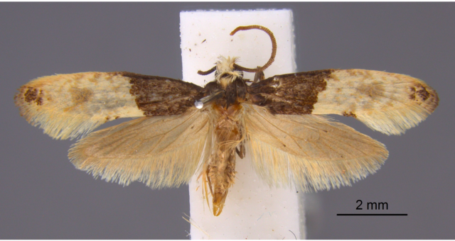 Trichophaga tapetzella, carpet moth