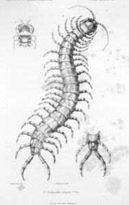 Scolopendra gigantea