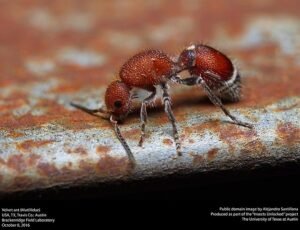 Velvet Ant (Mutillidae)