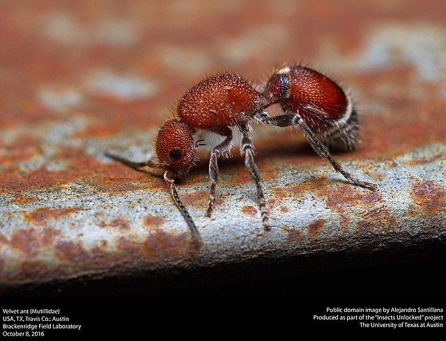Velvet Ants (Mutillidae)