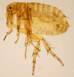 Xenopsylla cheopis. rat fleas