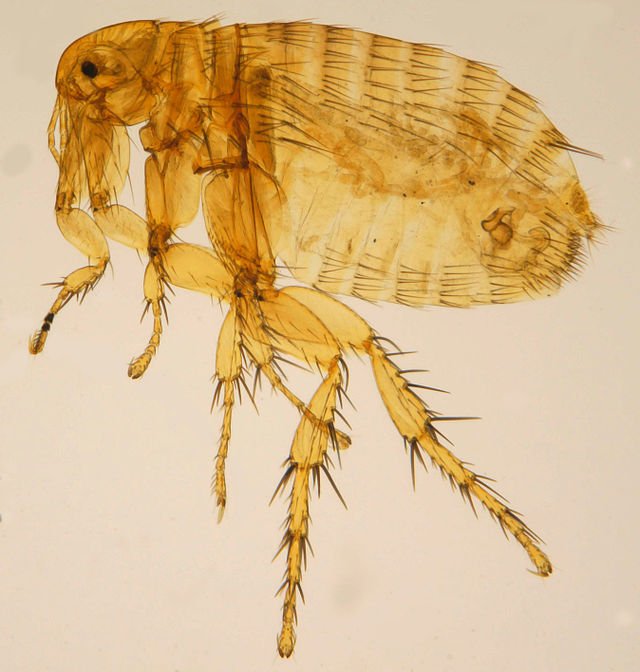 Xenopsylla cheopis. rat fleas