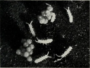 sympyla, garden centipede,Scutigerella immaculata