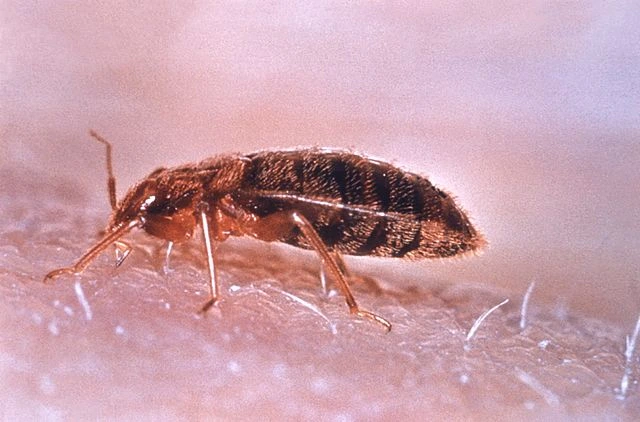 Cimex lectularius, bed bugs, How I Know If I Have Bed Bugs