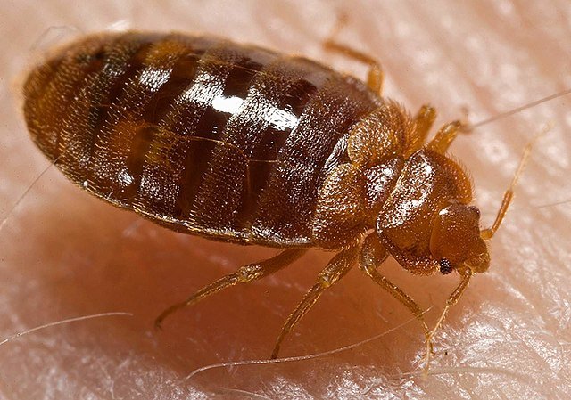 Bed bug, Cimex lectularius