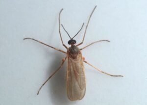 gall midges