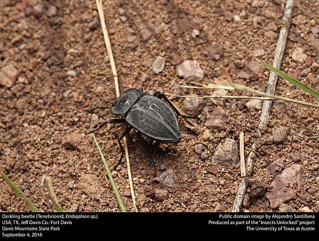 darkling beetle