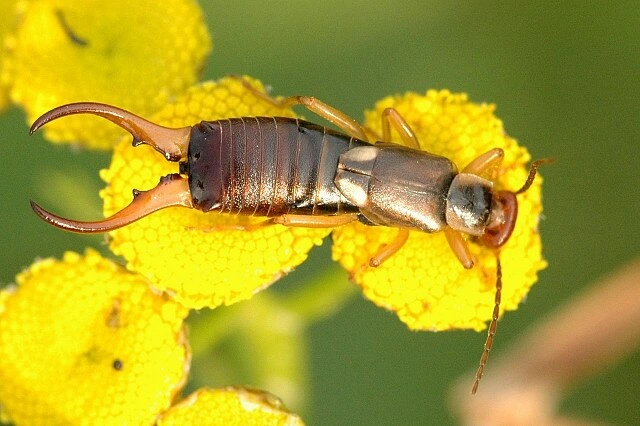 Do Earwigs Go in Your Ear, Forficula auricularia earwigs