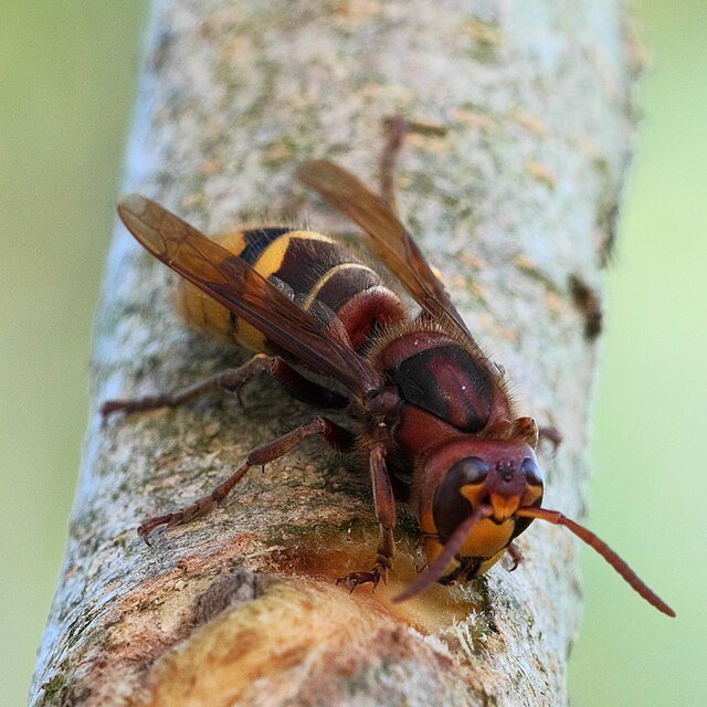 vespa grabro, european hornet