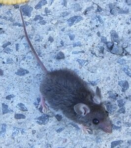 House mouse, Mus musculus