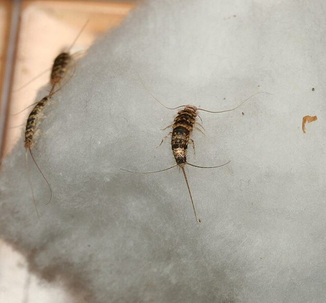 firebrats (Zygentoma)