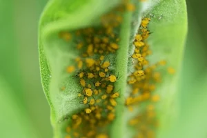 Oleander Aphids on Common Milkweed
