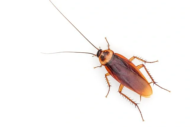 Periplaneta americana cockroach, Should I Kill a Cockroach