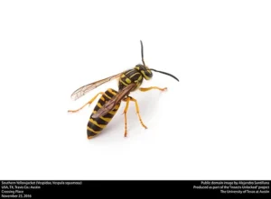 Why I See Yellowjackets in the City