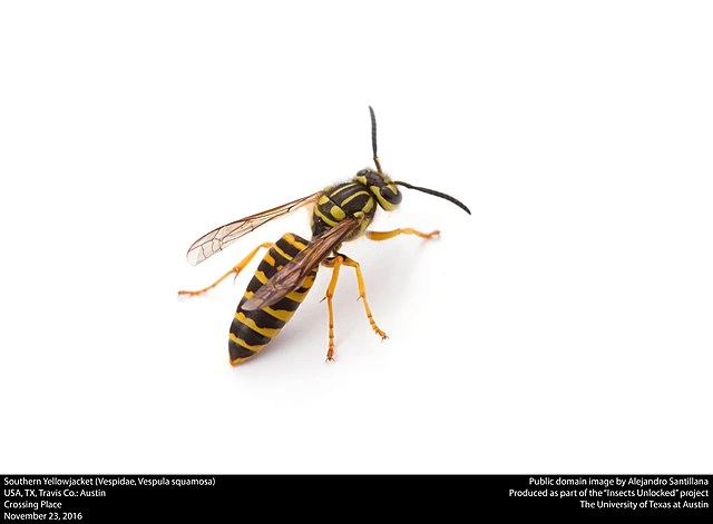 Why I See Yellowjackets in the City