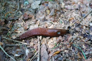 slug brown arion ater
