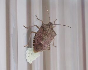 Brown marmorated stink bug laying eggs,Halyomorpha halys
