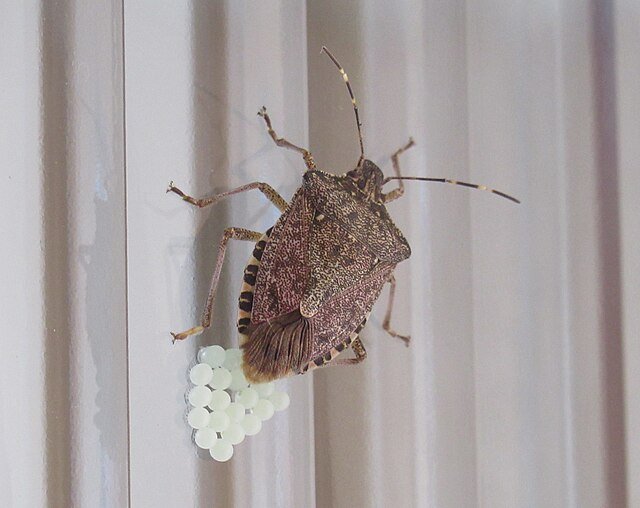 Brown marmorated stink bug laying eggs,Halyomorpha halys