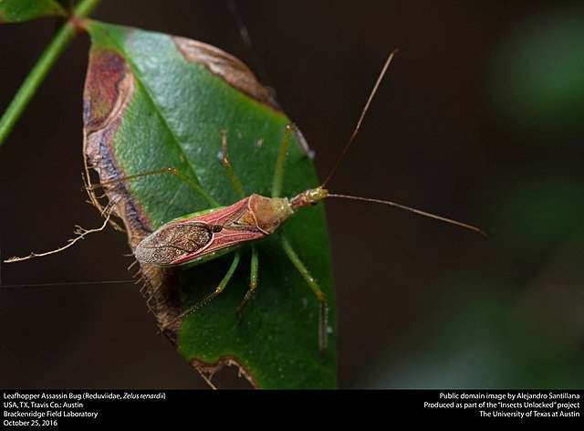Leafhopper Assassin Bug (Reduviidae, Zelus renardii)