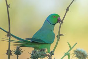 Psittacula krameri,Ring-necked Parakeet