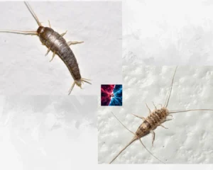 firebrat vs silverfish