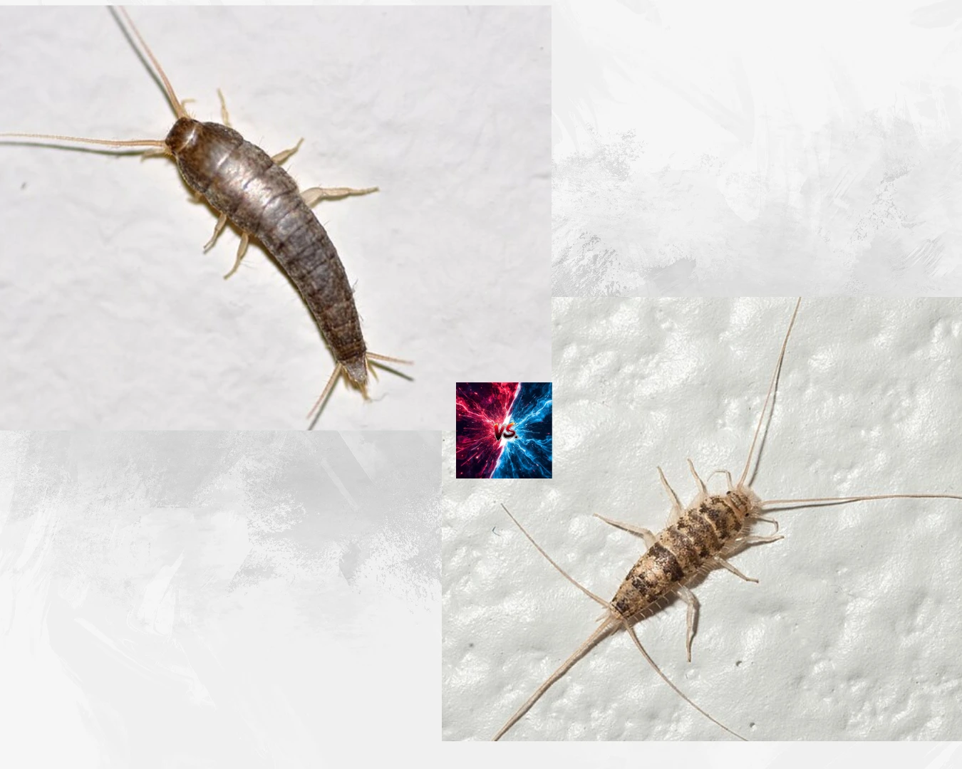 Firebrat vs Silverfish - Advance Pest X