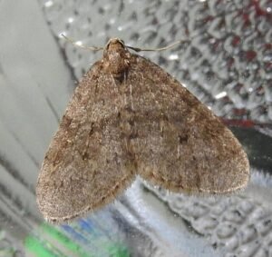 winter moth Operophtera brumata