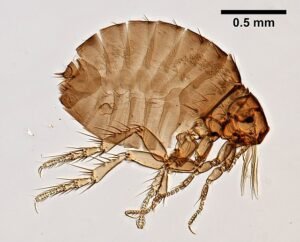 Echidnophaga gallinacea,Sticktight Flea 