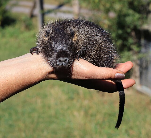 Myocastor coypus, Nutria or Coypu