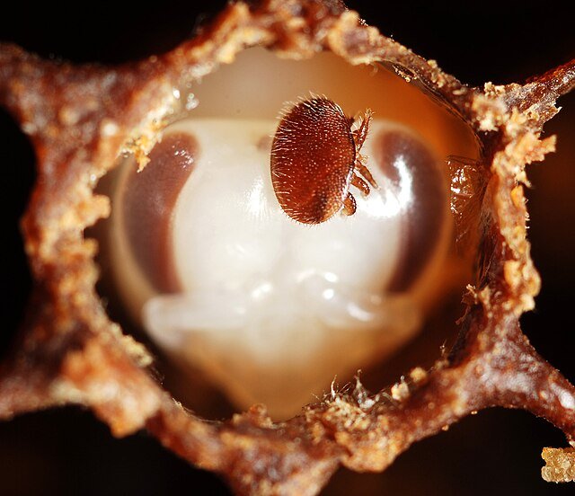 Varroa destructor on head bee pupa