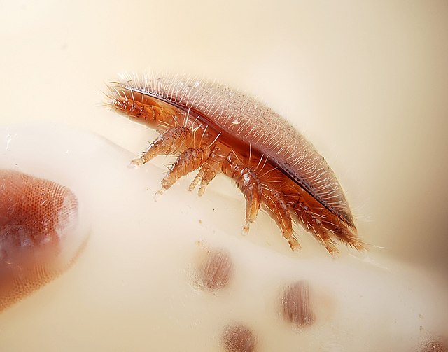 varroa destructor female pupa