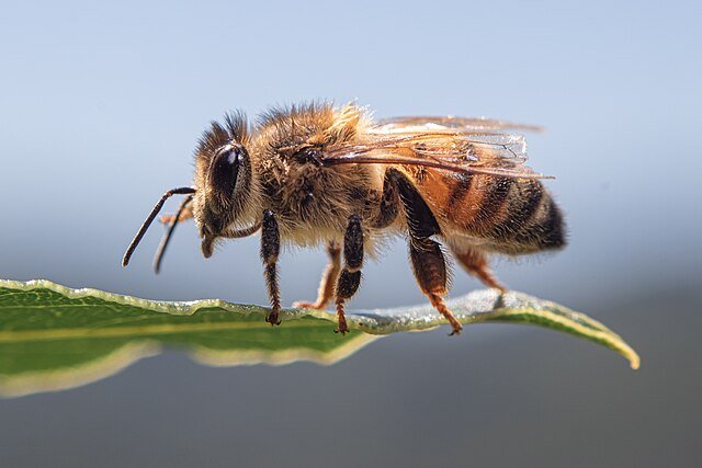 apis melifera, honey bee on a plant