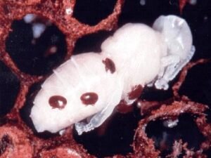 Vorroa Mite on pupa