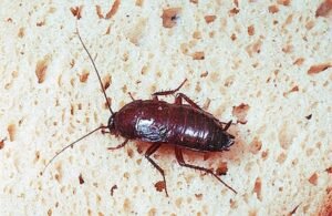 How to Get Rid of Roaches in Drains