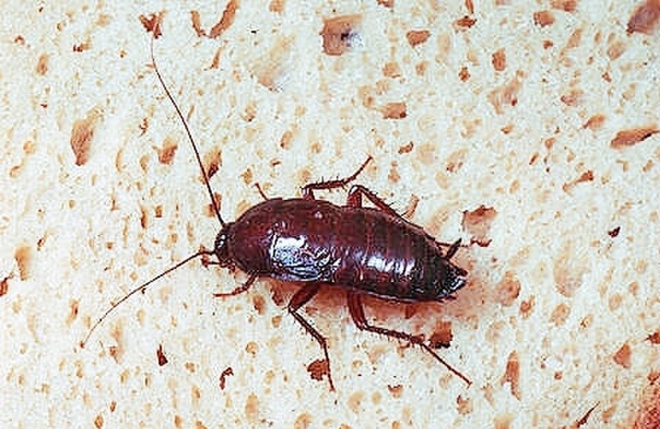 How to Get Rid of Roaches in Drains