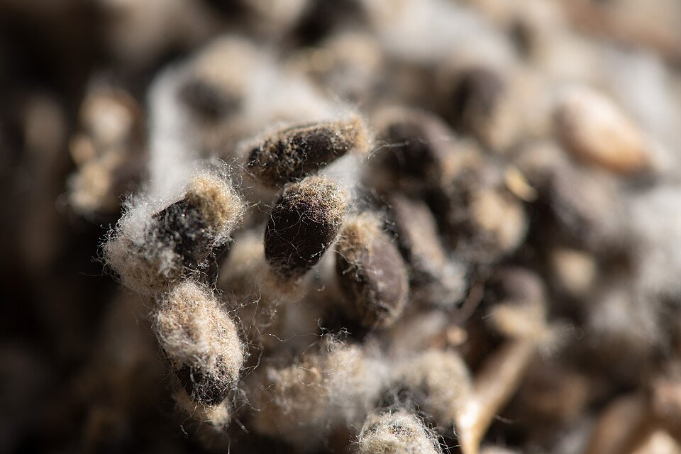 Cotton Bollworm