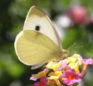 Cabbage white butterfly